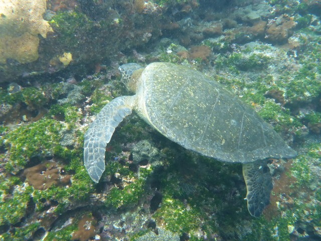 Lots of carefree sea turtles