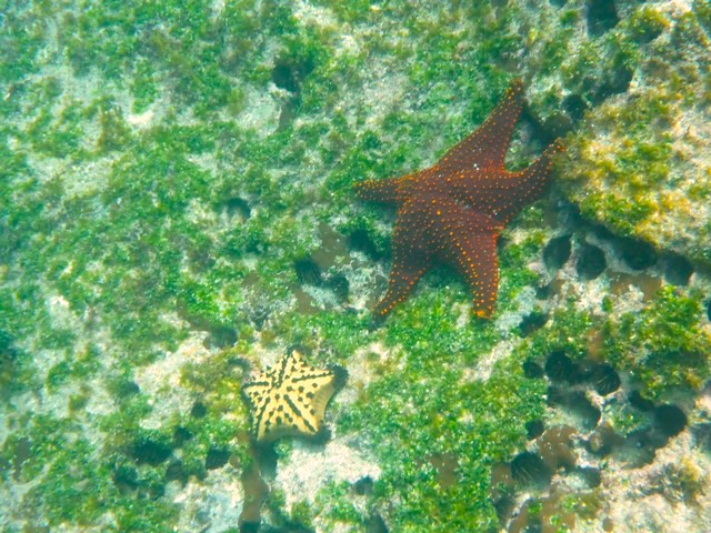 Many varieties of sea stars