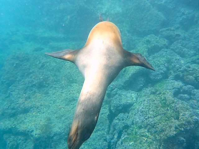 The joy of a sea lion swimming straight for you and then slipping under your fins never gets old!