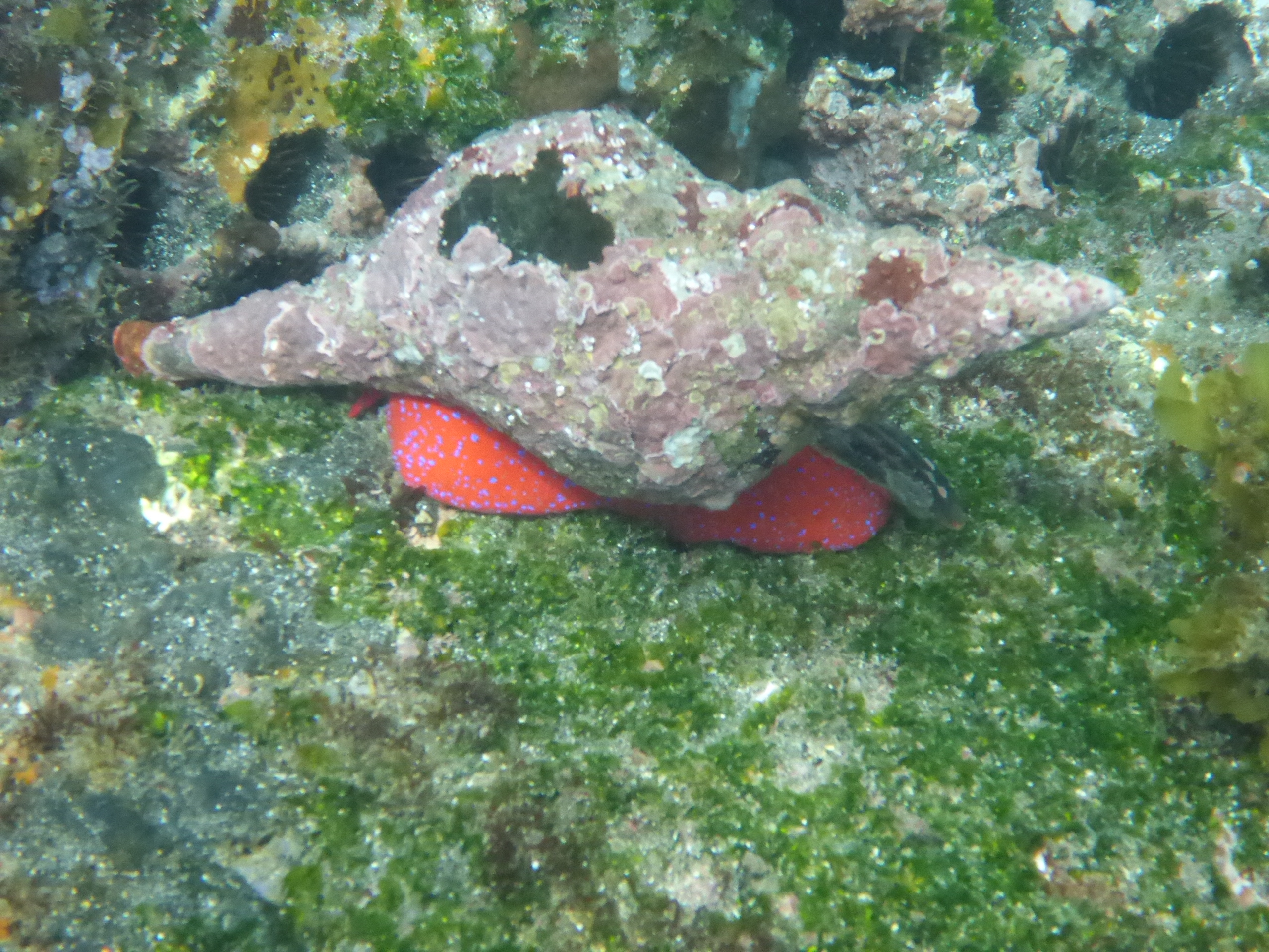 Giant Conch