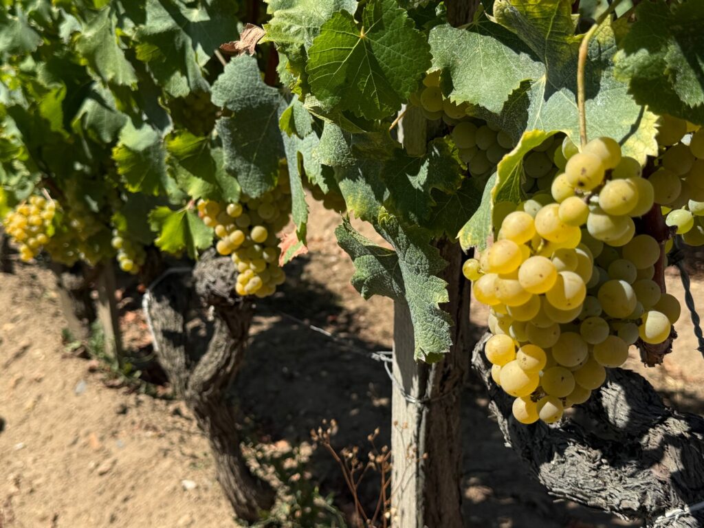 Semillon grapes in Sauterne, France...waiting for the magic to happen.