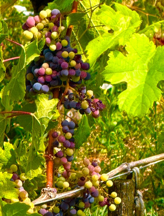 Bordeaux Grapes