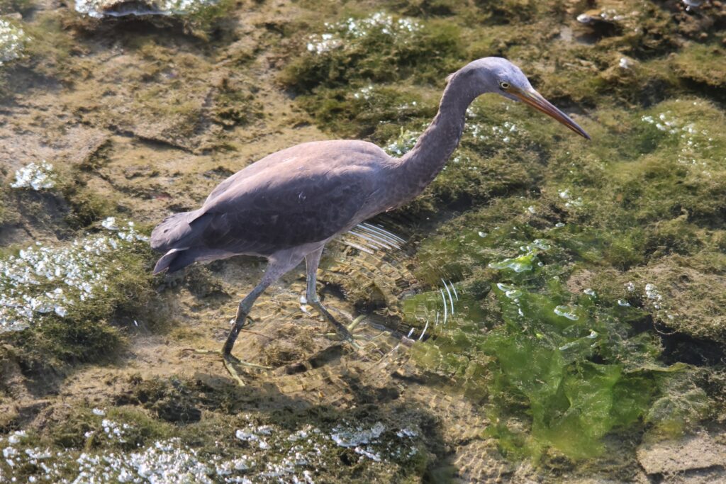 Pacific Reef Heron