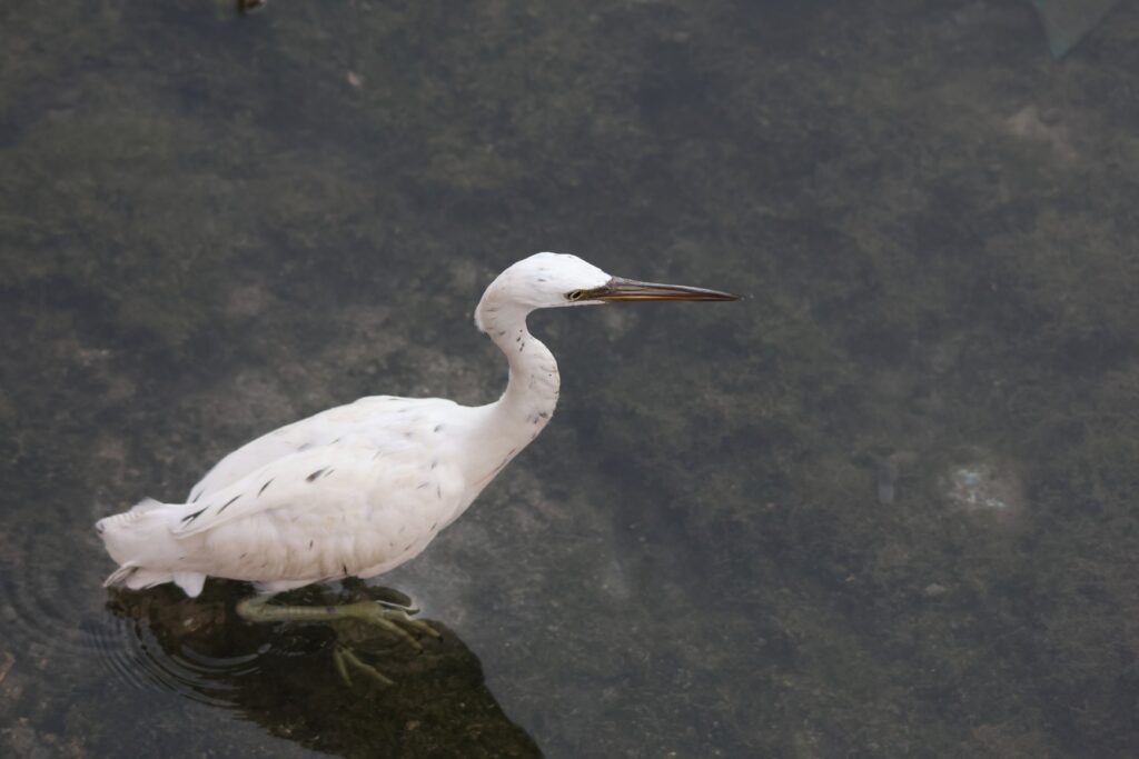 Pacific Reef Heron - White Morph