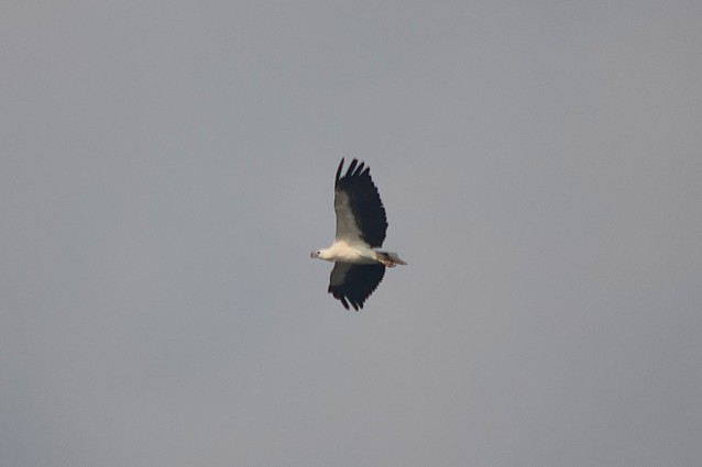 White-bellied Sea Eagle