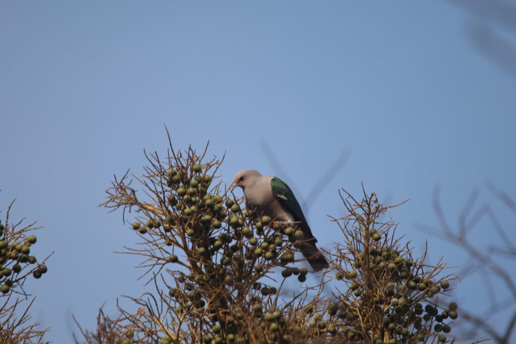 Green Imperial-Pigeon