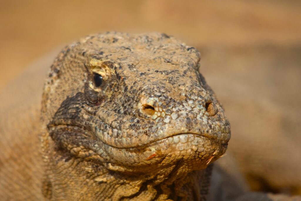 Komodo Dragon, Komodo Island, Indonesia