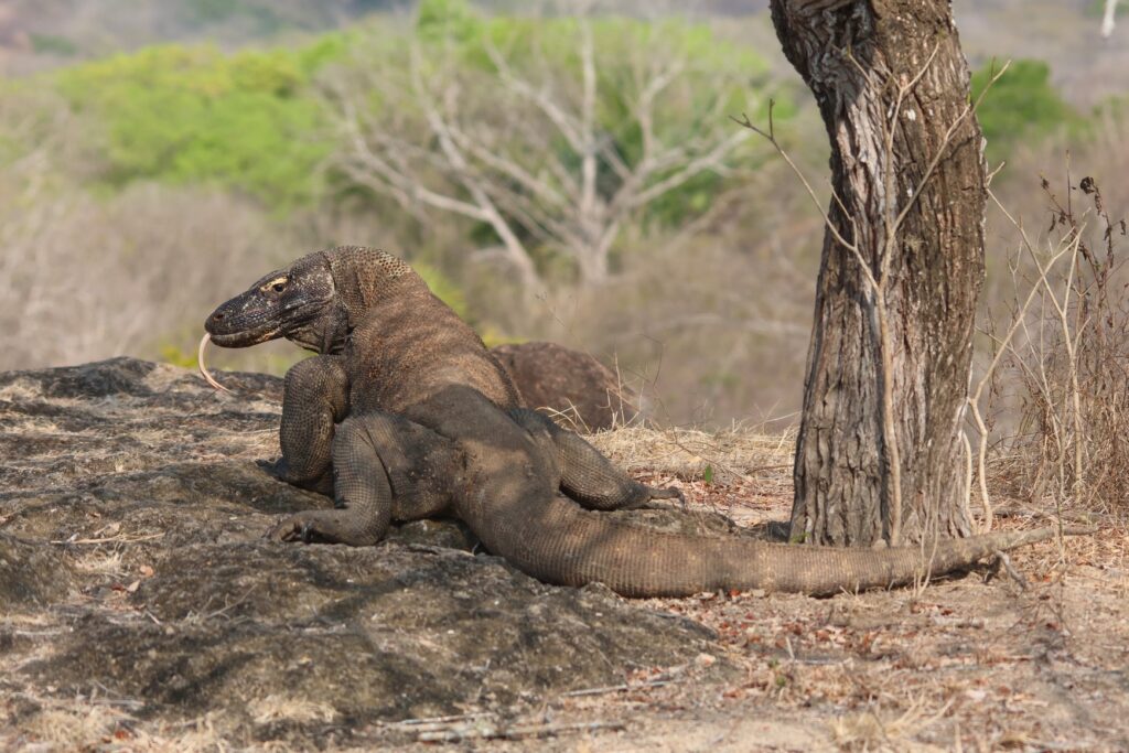 Komodo Dragon - Komodo Island, Indonesia