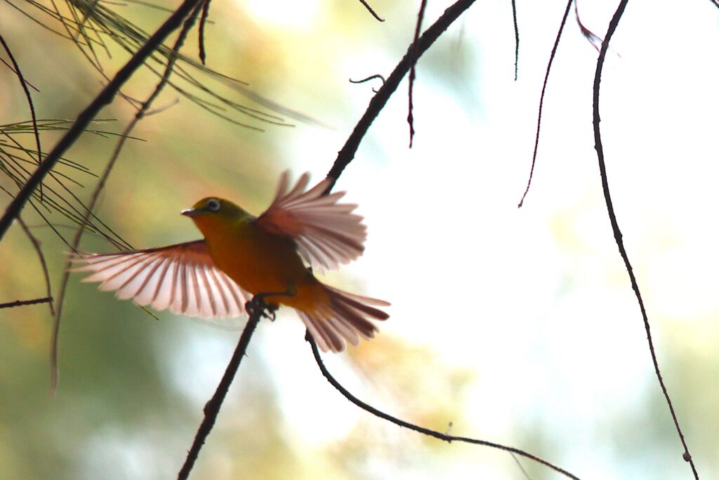 Wakatobi White-eye